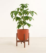 Load image into Gallery viewer, Earth Red stand:walnut