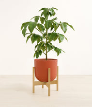 Load image into Gallery viewer, Earth Red stand:bamboo