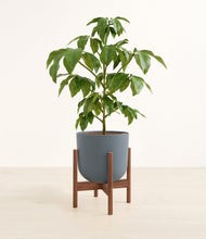 Load image into Gallery viewer, Iron Gray stand:walnut