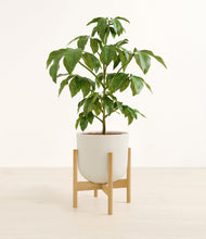 Load image into Gallery viewer, Natural Bamboo stand:bamboo