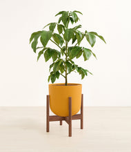 Load image into Gallery viewer, Sunset Orange stand:walnut