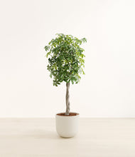 Load image into Gallery viewer, Natural Bamboo