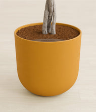 Load image into Gallery viewer, Sunset Orange stand:all