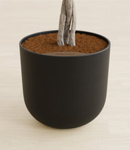 Load image into Gallery viewer, Stone Black stand:all