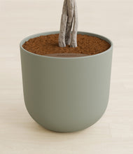 Load image into Gallery viewer, Sage Green stand:all