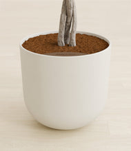 Load image into Gallery viewer, Natural Bamboo stand:all