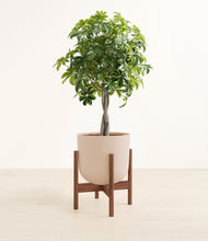 Load image into Gallery viewer, Sandy Pink stand:walnut