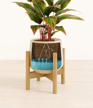 Load image into Gallery viewer, Almond Green stand:bamboo