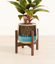 Load image into Gallery viewer, Almond Green stand:walnut