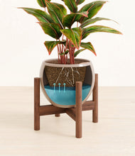 Load image into Gallery viewer, Desert Brown stand:walnut