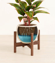 Load image into Gallery viewer, Shiny EggWhite stand:walnut