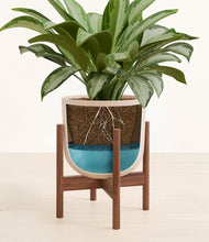 Load image into Gallery viewer, Sandy Pink stand:walnut