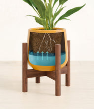 Load image into Gallery viewer, Mustard stand:walnut