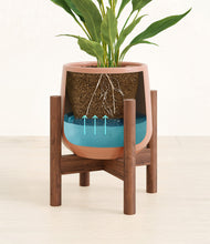 Load image into Gallery viewer, Calm Rose stand:walnut