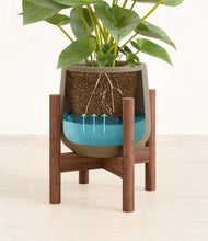 Load image into Gallery viewer, Olive stand:walnut