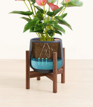 Load image into Gallery viewer, Deep Navy stand:walnut