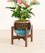 Load image into Gallery viewer, Calm Rose stand:walnut
