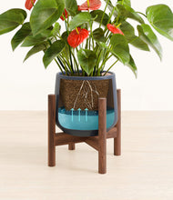 Load image into Gallery viewer, Deep Navy stand:walnut