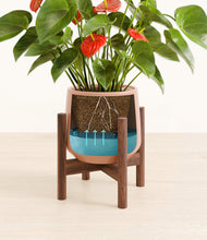 Load image into Gallery viewer, Calm Rose stand:walnut