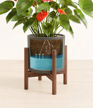 Load image into Gallery viewer, Dark Olive stand:walnut