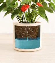 Load image into Gallery viewer, Cream