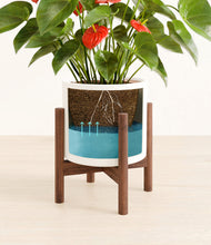 Load image into Gallery viewer, White stand:walnut