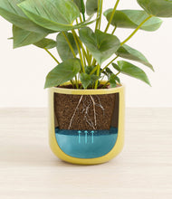 Load image into Gallery viewer, Key Lime Yellow