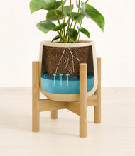 Load image into Gallery viewer, Almond Green stand:bamboo