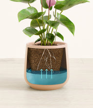 Load image into Gallery viewer, Gentle Pink