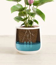 Load image into Gallery viewer, White