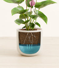 Load image into Gallery viewer, Cotton White