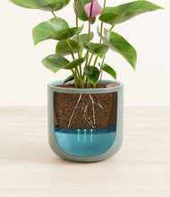 Load image into Gallery viewer, Reactive Aqua