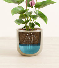 Load image into Gallery viewer, Sage Green