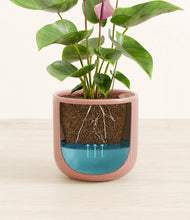 Load image into Gallery viewer, Striped Rose Pink