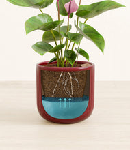 Load image into Gallery viewer, Striped Cherry Red