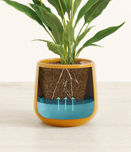 Load image into Gallery viewer, Mustard