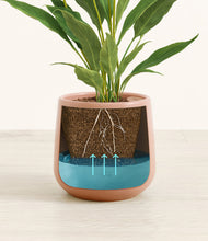 Load image into Gallery viewer, Calm Rose