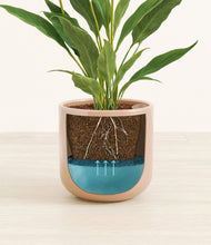 Load image into Gallery viewer, Glossy Pink