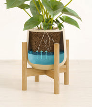 Load image into Gallery viewer, Almond Green stand:bamboo