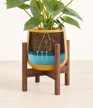 Load image into Gallery viewer, Mustard stand:walnut