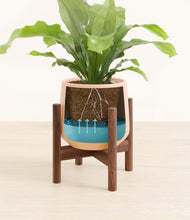 Load image into Gallery viewer, Gentle Pink stand:walnut