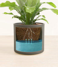 Load image into Gallery viewer, Dark Olive