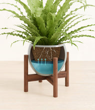 Load image into Gallery viewer, Deep Ocean stand:walnut