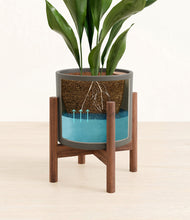 Load image into Gallery viewer, Dark Olive stand:walnut