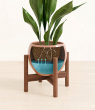 Load image into Gallery viewer, Calm Rose stand:walnut