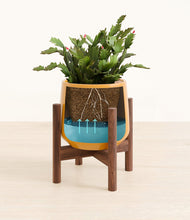 Load image into Gallery viewer, Mustard stand:walnut