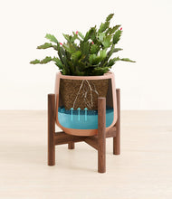 Load image into Gallery viewer, Calm Rose stand:walnut