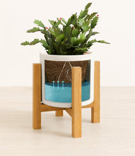 Load image into Gallery viewer, -