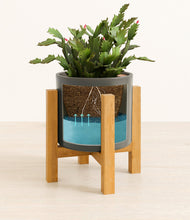 Load image into Gallery viewer, -