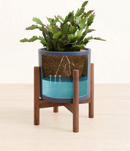 Load image into Gallery viewer, Deep Navy stand:walnut